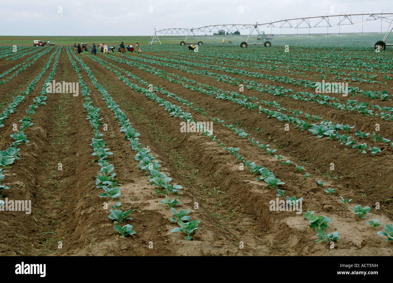 Eine Szene zeigt Reihen von Kohl in einem Feld mit Landarbeiter und ein Zentrum Pivot-Bewässerung-Rig in der Ferne Stockfoto