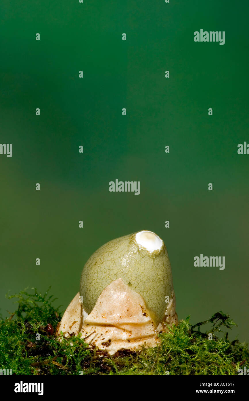Stinken Sie Horn Phallus Impudicus entstehende Ei der Lodge sandigen Bedfordshire mit schönen Out-of-Fokus-Hintergrund Stockfoto