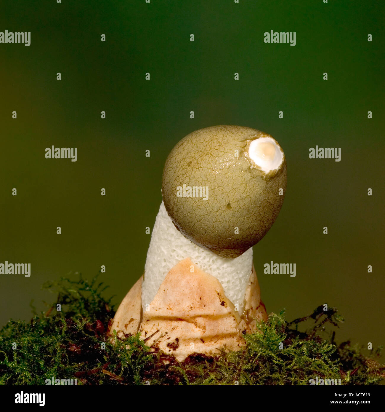 Stinken Sie Horn Phallus Impudicus entstehende Ei der Lodge sandigen Bedfordshire mit schönen Out-of-Fokus-Hintergrund Stockfoto
