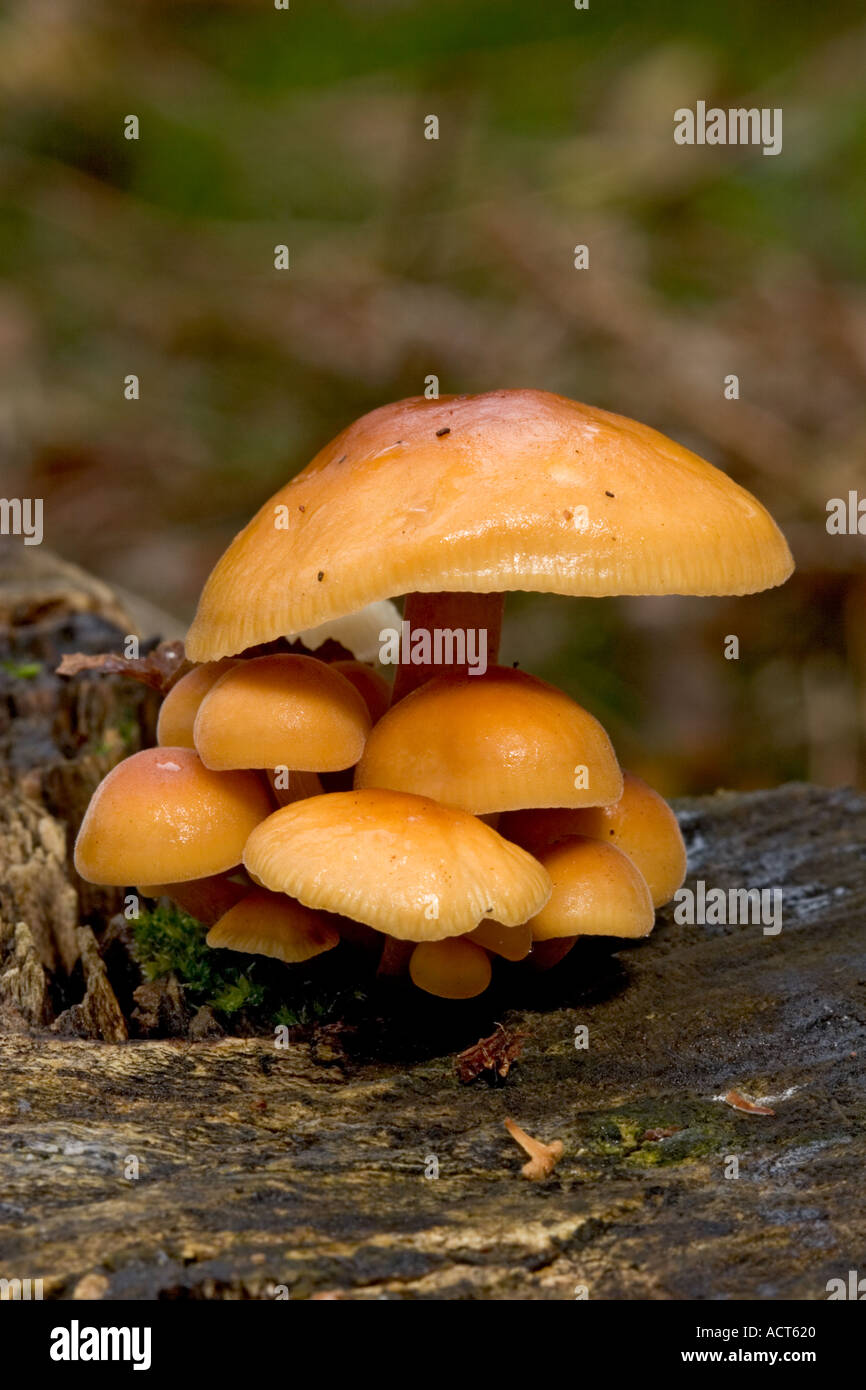 Nette Gruppe von Gymnopilus Junonius Gymnopilus Spectabilis wachsen auf Toten anmelden Potton Holz Bedfordshire Stockfoto