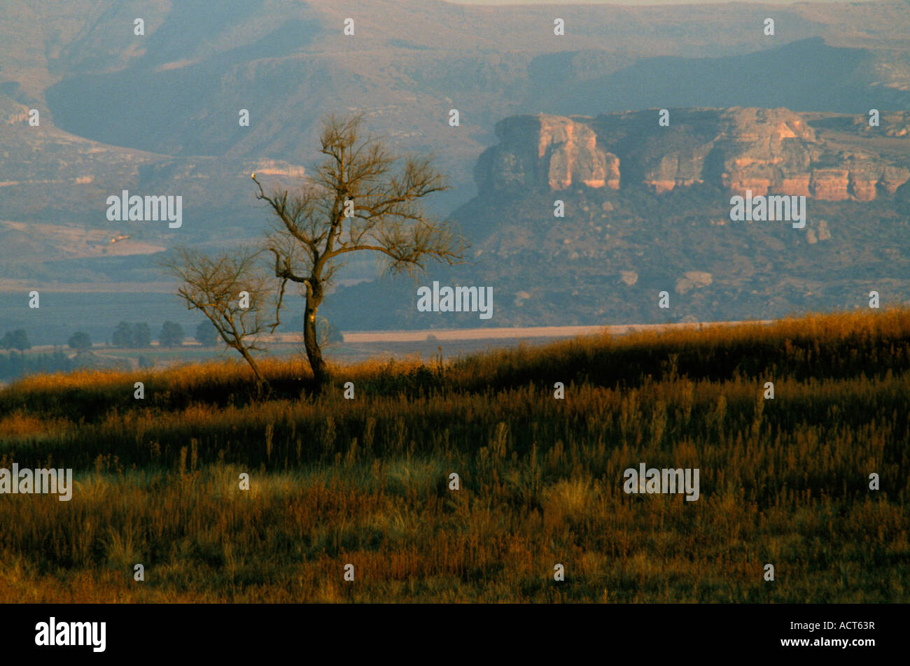 Blick über die bergige Landschaft mit Baum im Vordergrund Fouriesburg Südafrika Stockfoto