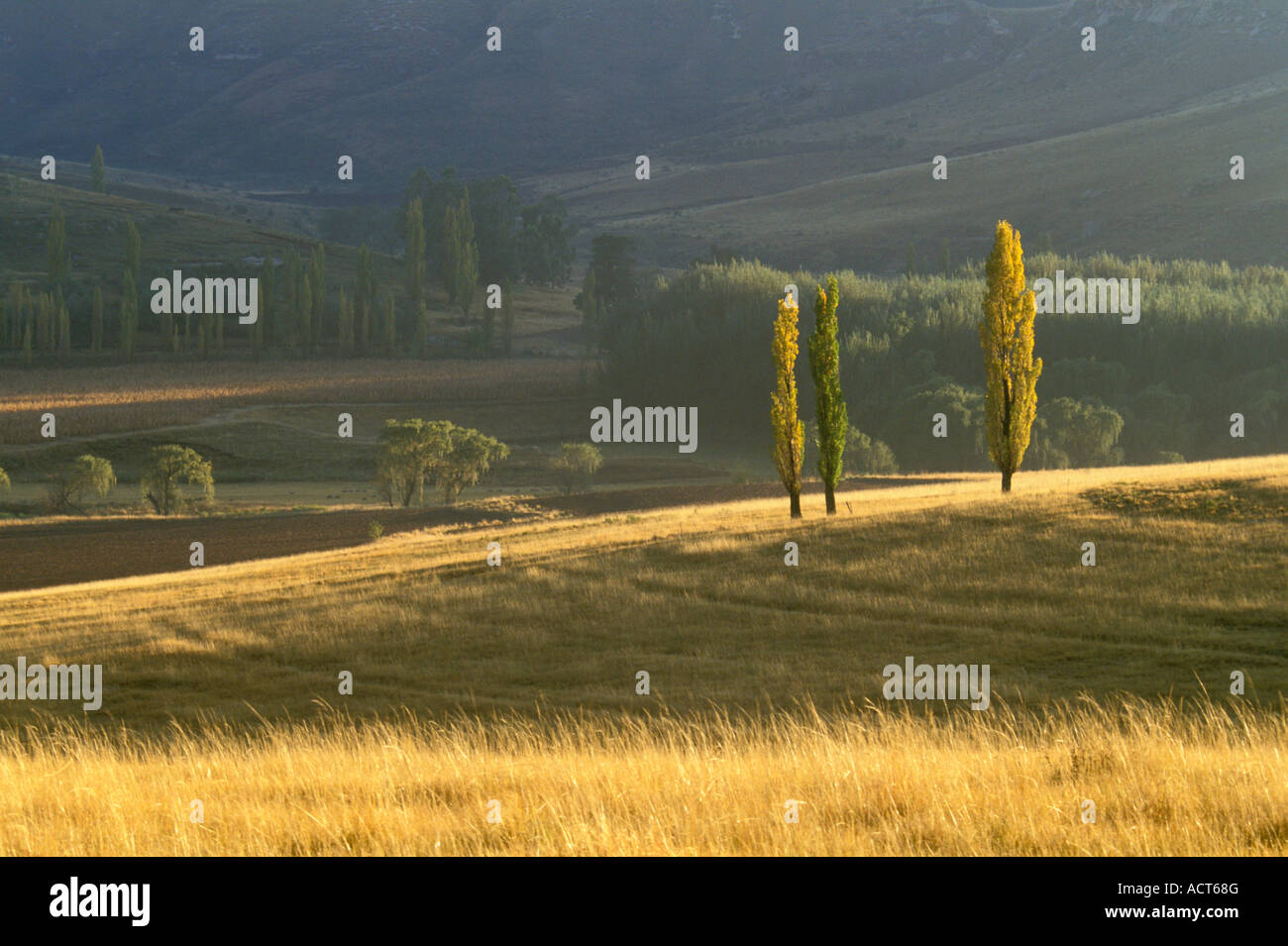 Landschaft mit Wiesen und Bäumen in Herbstfarben Clarens Fouriesburg Südafrika Stockfoto