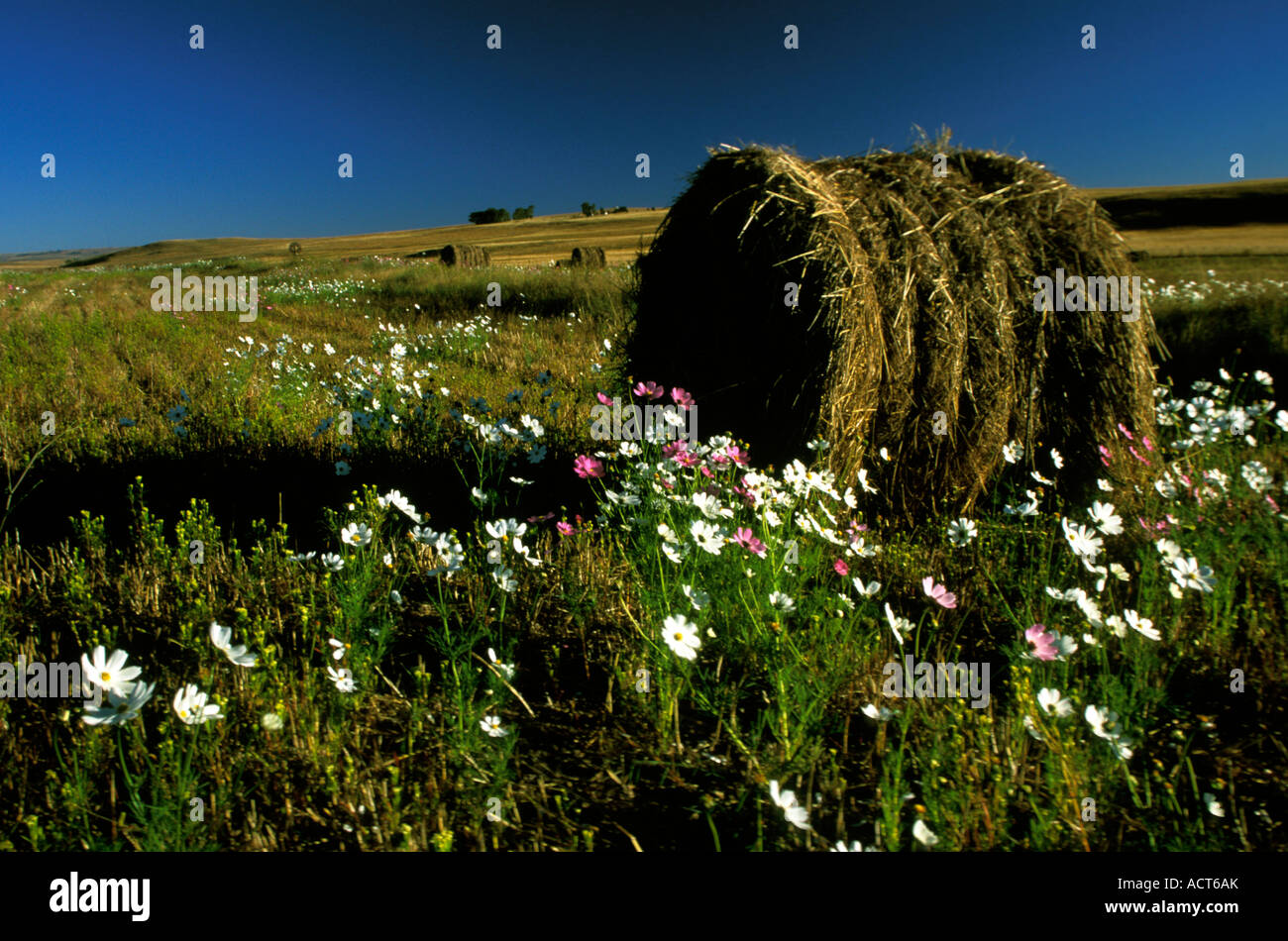 Landschaft mit Cosmos Blumen und Heuballen Clarens Fouriesburg Südafrika Stockfoto