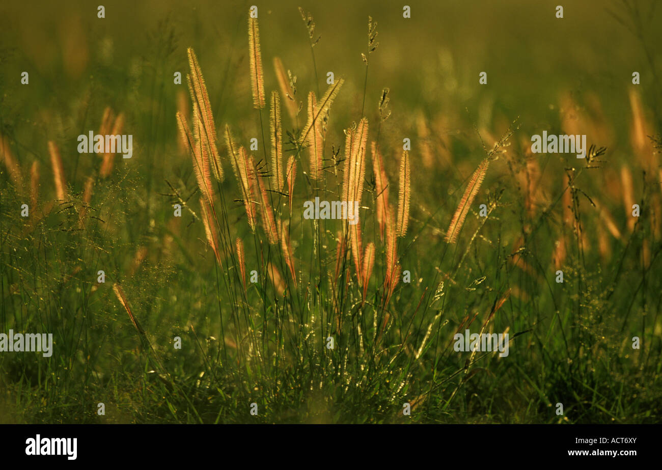 Eine Hintergrundbeleuchtung Klumpen von Wildgras Perotus Patente mit pelzigen braun Samenköpfe Sabi Sand Game Reserve Mpumalanga in Südafrika Stockfoto