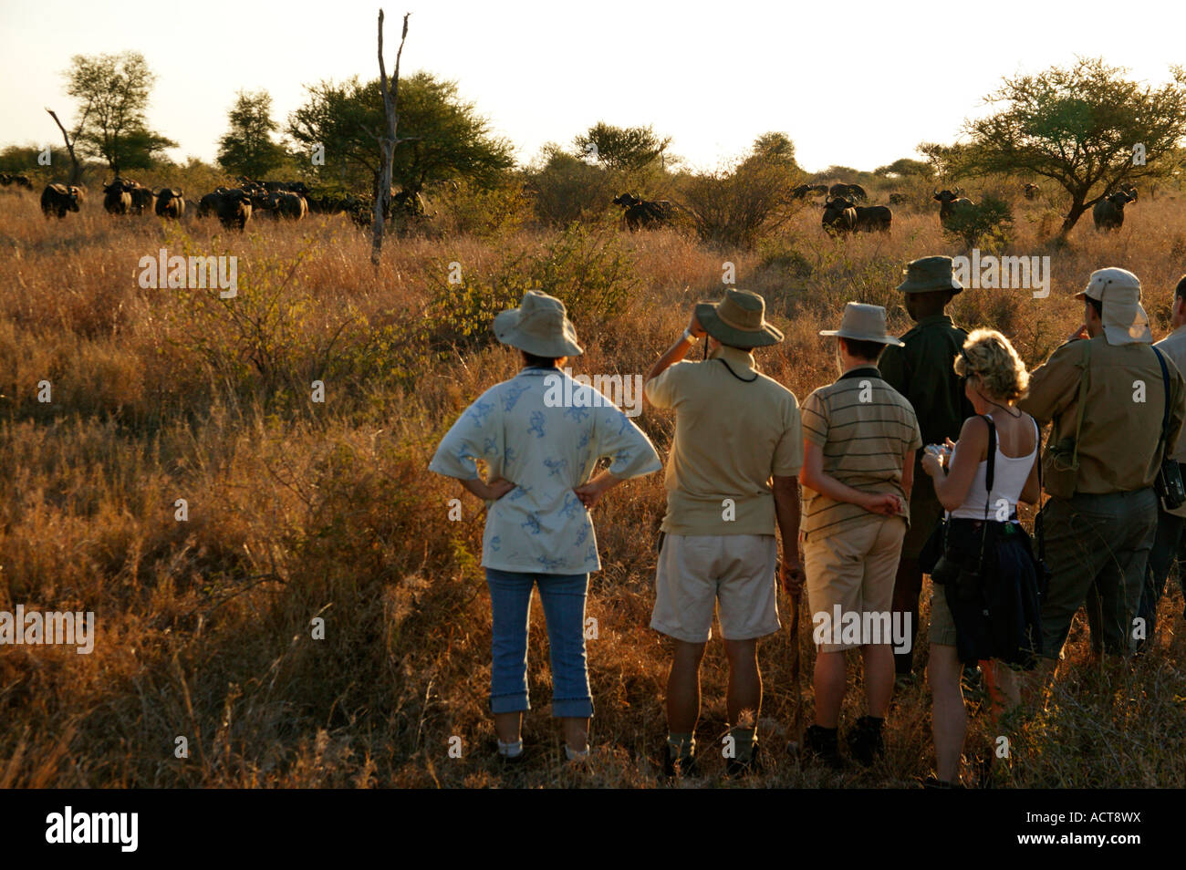 Touristen sehen Büffel mit einem bewaffneten Führer während auf dem Sweni Wanderweg in den Kruger National Park-Südafrika Stockfoto