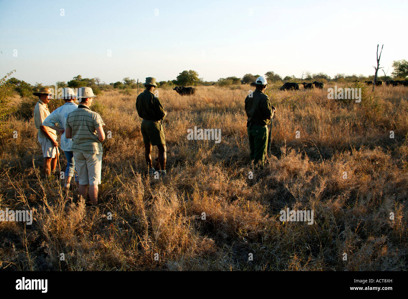 Touristen sehen Büffel mit einem bewaffneten Führer während auf dem Sweni Wanderweg in den Kruger National Park-Südafrika Stockfoto