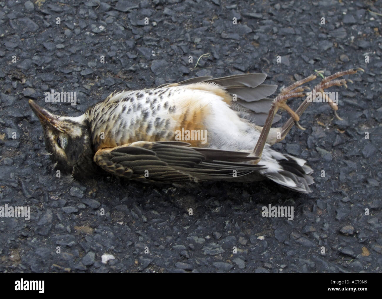 Toter Vogel auf Straße Stockfoto