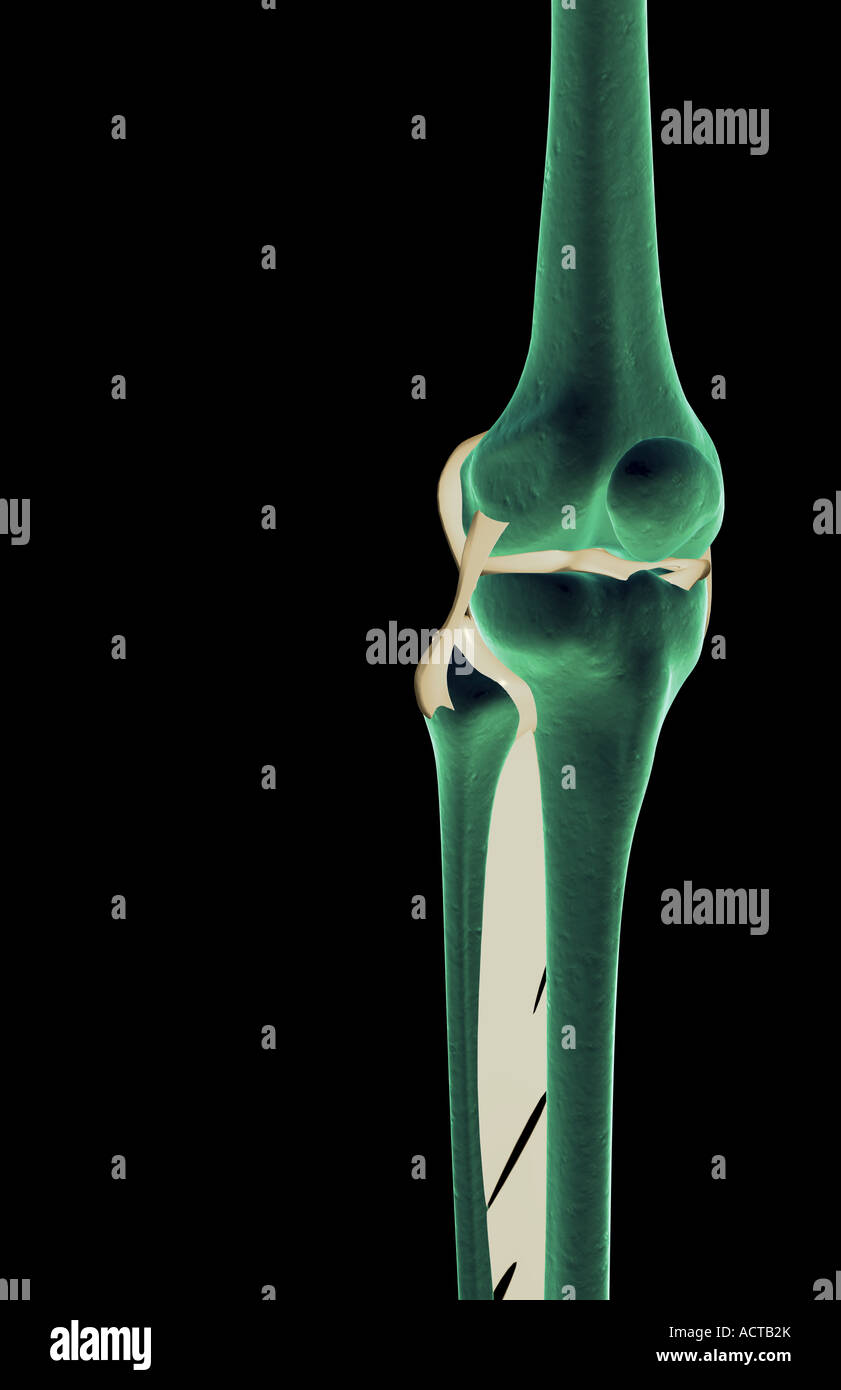 Die Bänder des Knies Stockfoto Die Bänder des Knies Stockfoto