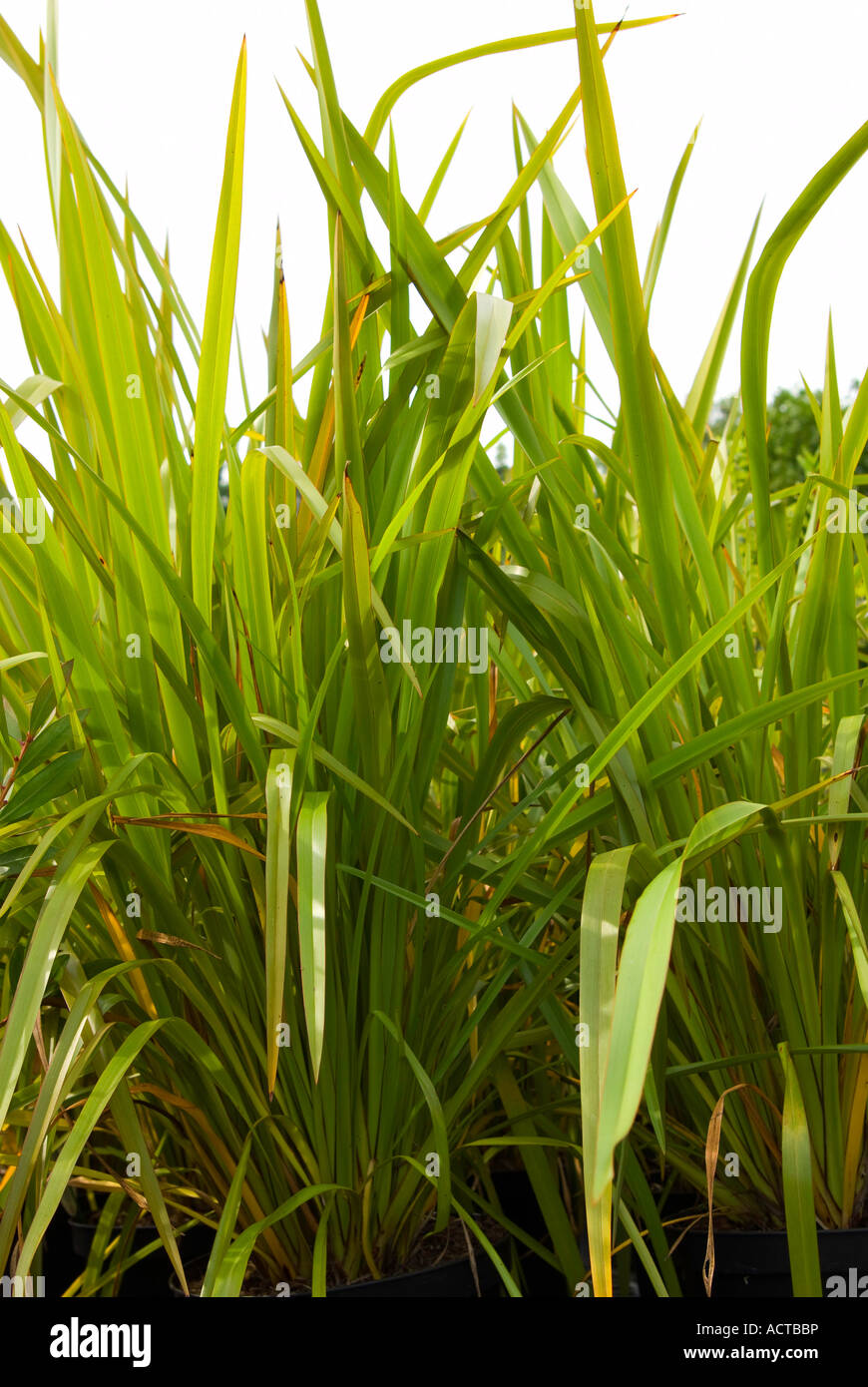 Phormium Tenax variegatum Stockfoto