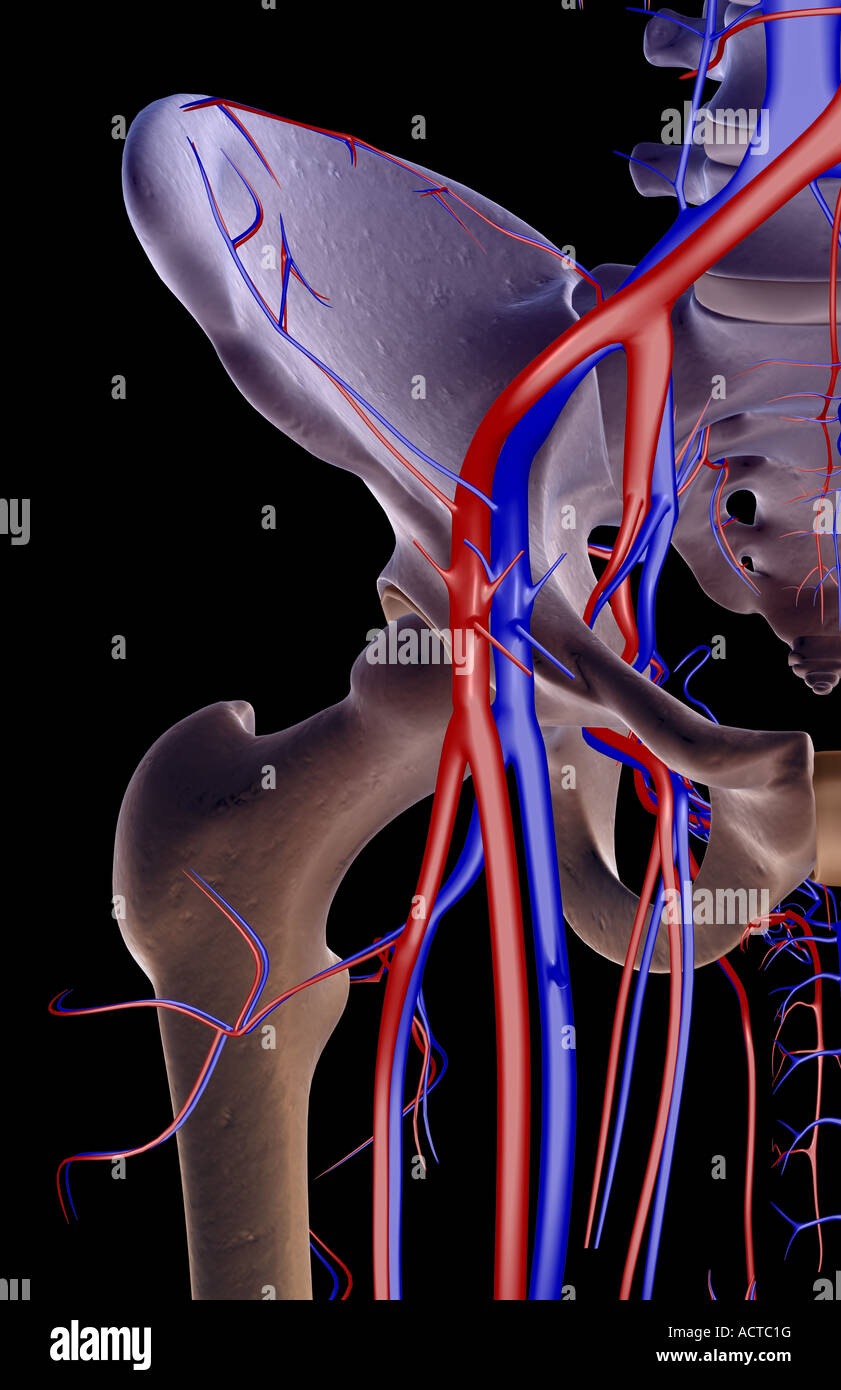 Das Blut-Versorgungsmaterial von der Hüfte Stockfoto