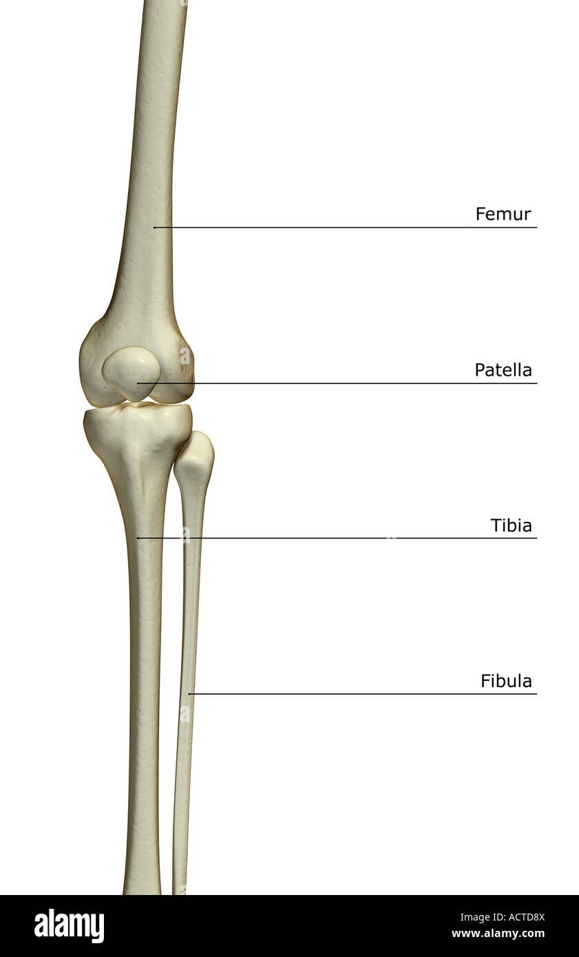 Die Knochen des Knies Stockfoto