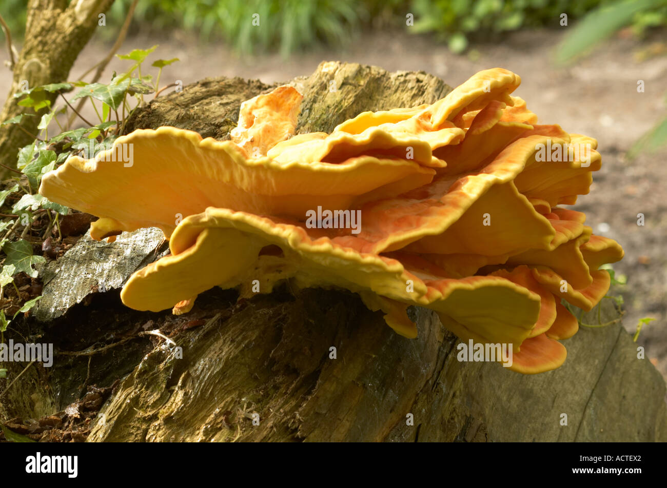 Gelbes Regal Pilze Stockfoto