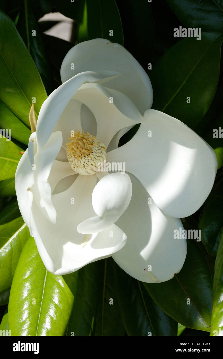 weiße Blume Stockfoto