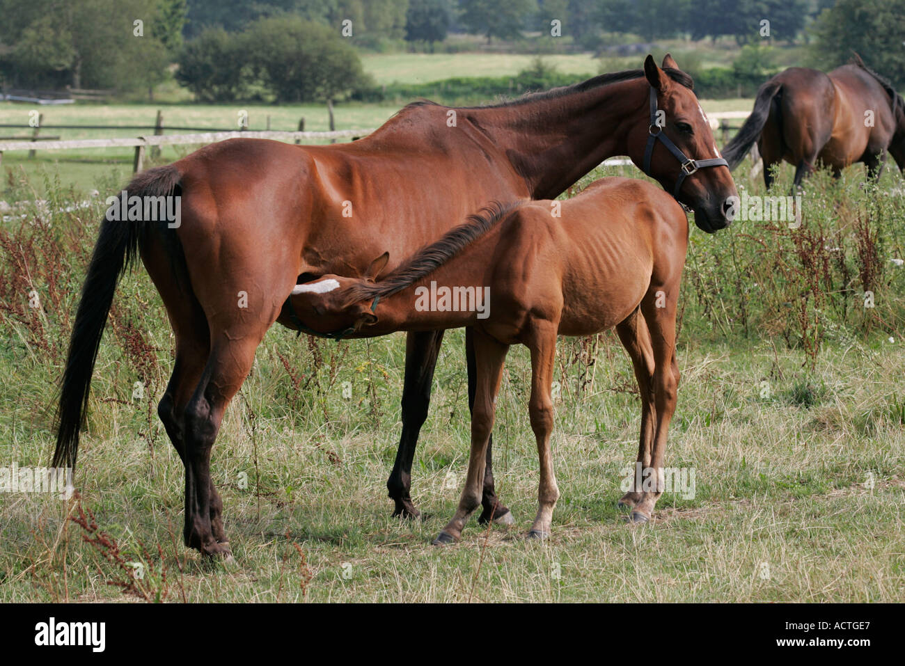 Pferde Stute Pflege Fohlen Pferde Stute Saeugt Fohlen Stockfoto