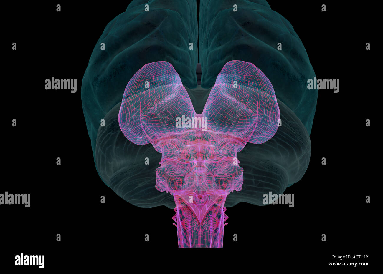 Der Hirnstamm Stockfoto