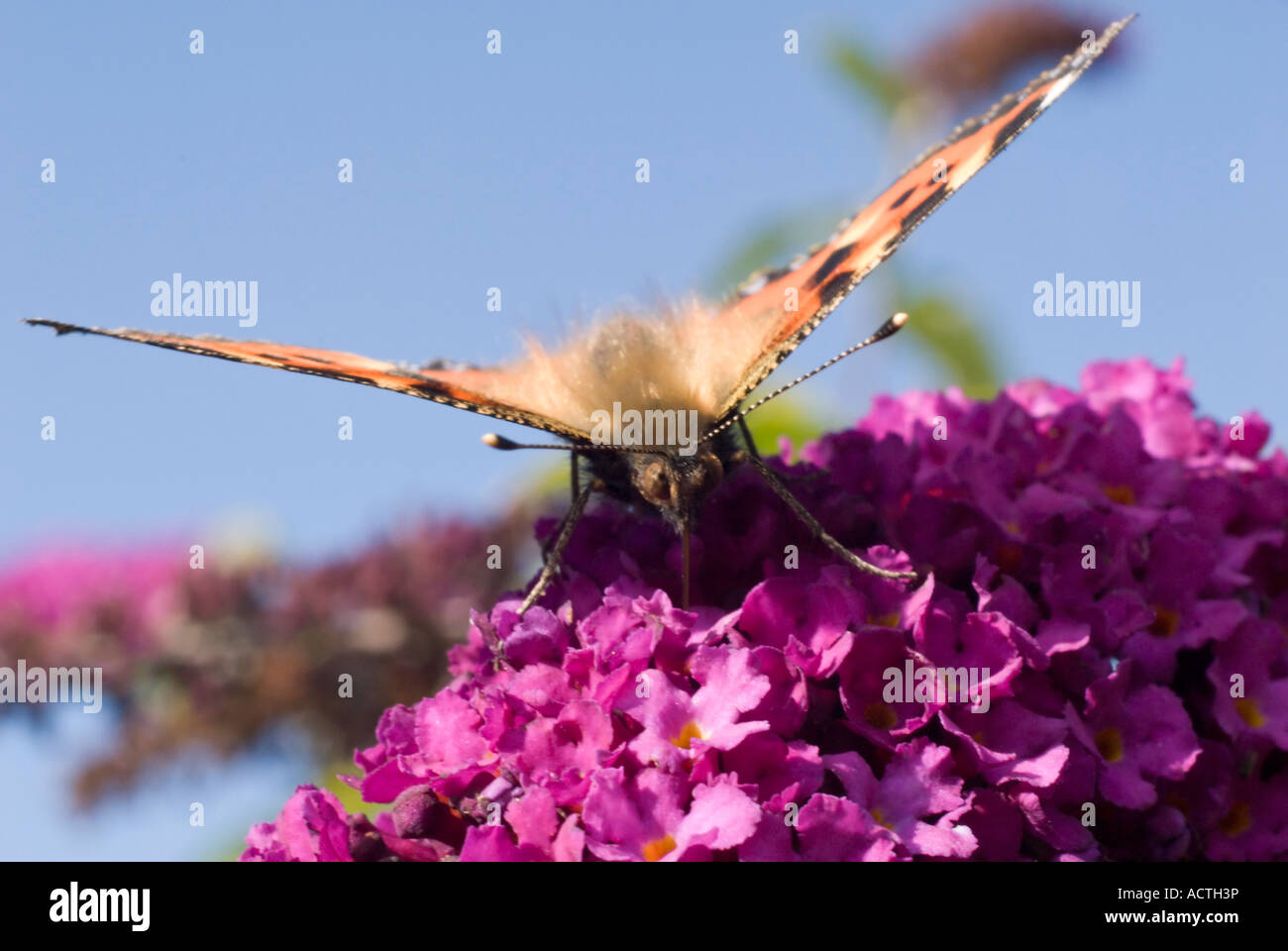 Kleiner Fuchs Schmetterling Stockfoto