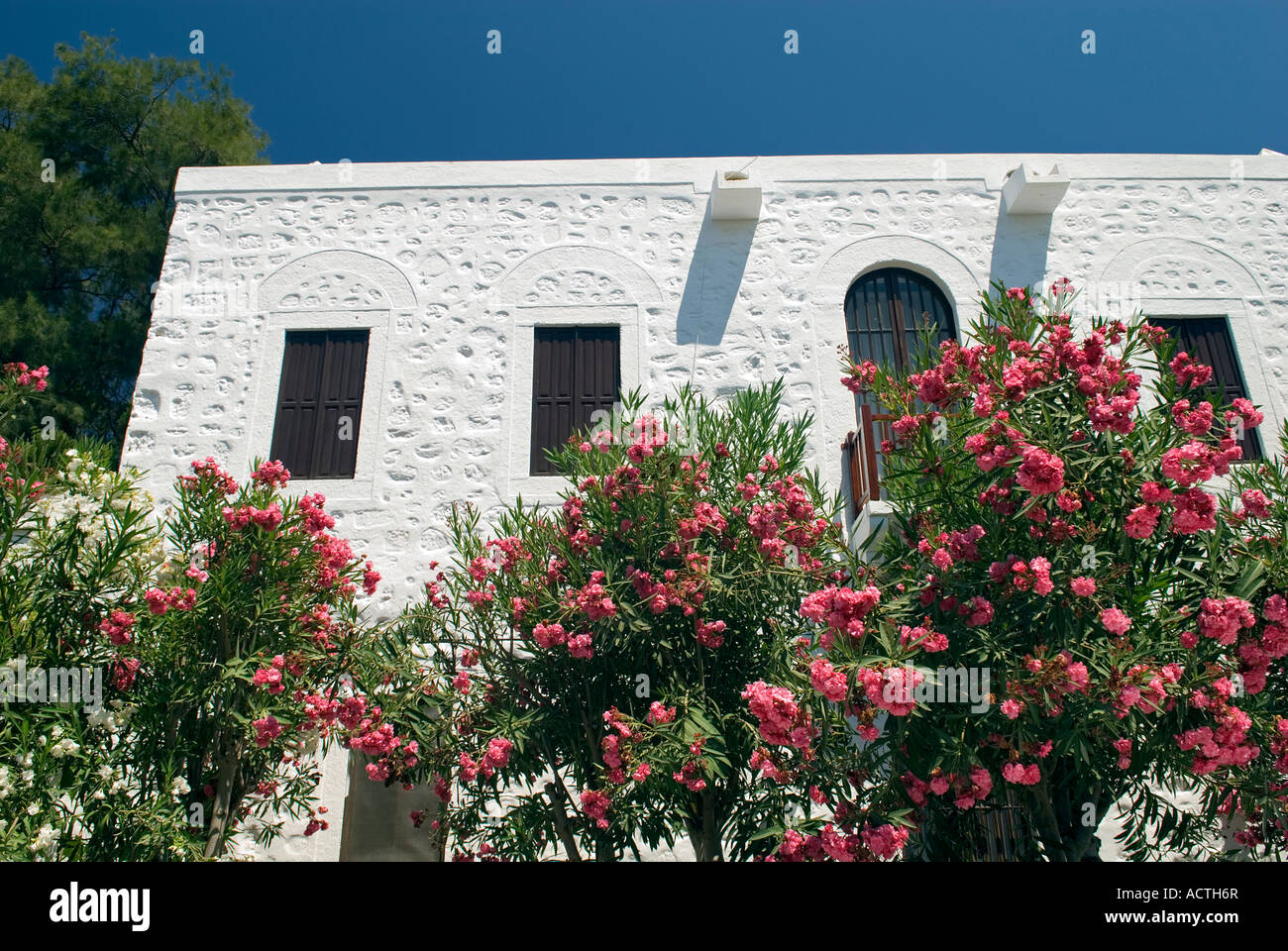 Traditionelle weiße gewaschen Bodrum Haus und Oleander blühen, Türkei. Stockfoto
