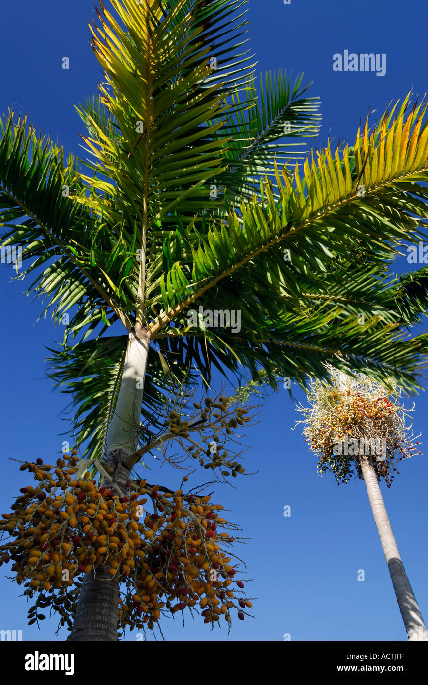 Areca Palmen mit reifen Früchten gegen einen blauen Himmel Porträt Hawaii Stockfoto