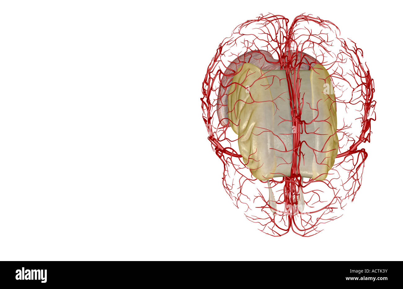 Die Arterien des Gehirns Stockfoto