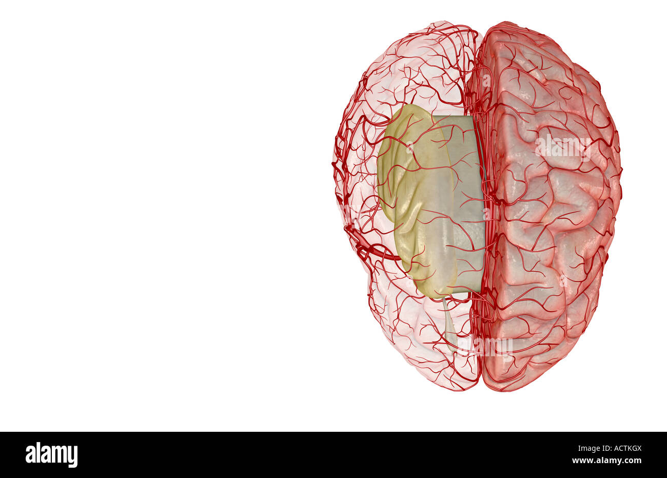Die Arterien des Gehirns Stockfoto
