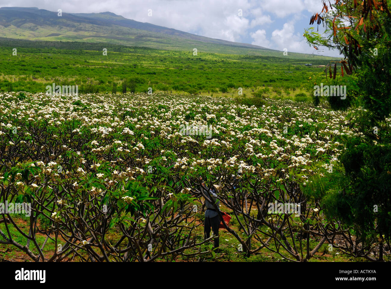 Ernte Lei Blumen in einem Plumeria Obstgarten für die Herstellung von Leis Frangipani Molokai Hawaii Stockfoto