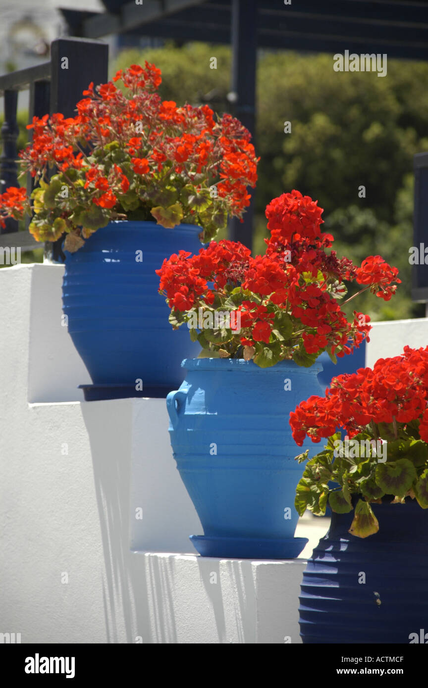 Weiße Treppe Taverne dekoriert Oromedon mit roten Blüten in blau Töpfen Zia Insel Kos Griechenland Stockfoto