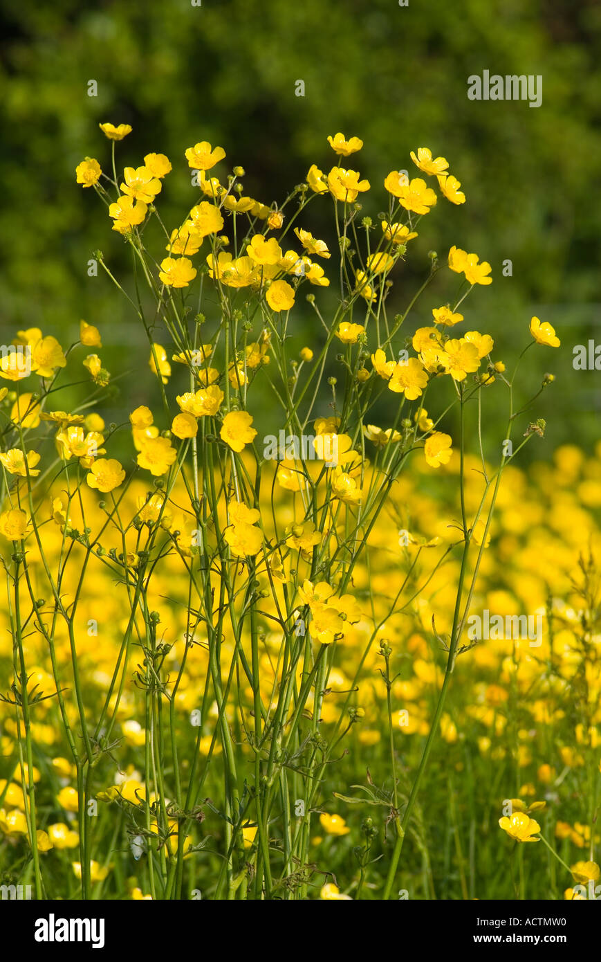 Ein Feld von Zöllinen im Frühjahr. Devon, Großbritannien Stockfoto