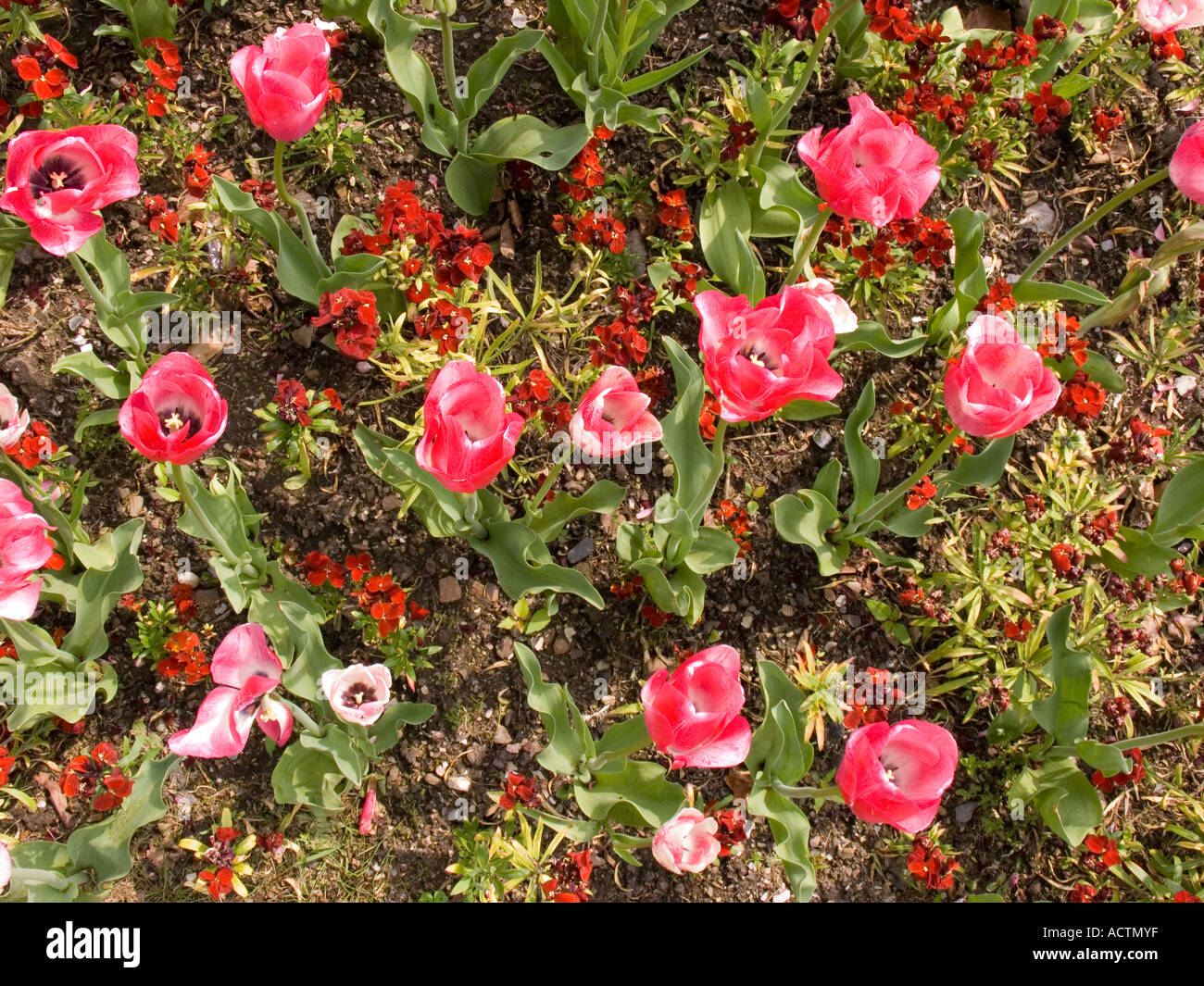 Blick von oben auf rosa Tulpen und rote Vergissmeinnicht in einem Blumenbett am Straßenrand. Devon. VEREINIGTES KÖNIGREICH Stockfoto