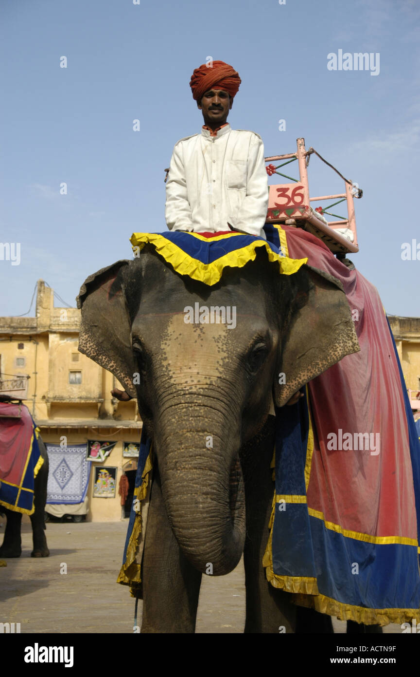 Mahout sitzt hinter dem Kopf ein Elefant in bunten Tuch Jaipur Rajasthan Indien gekleidet Stockfoto