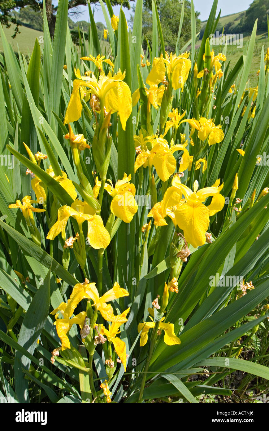 Wilde gelbe Flaggen-Iris. South Devon. VEREINIGTES KÖNIGREICH Stockfoto