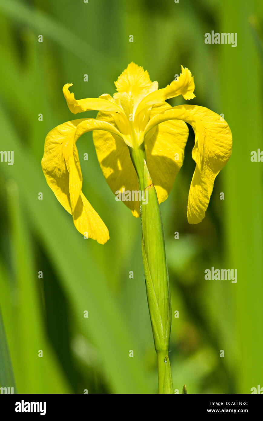 Wilde gelbe Flagge Iris in Blüte. South Devon. VEREINIGTES KÖNIGREICH Stockfoto