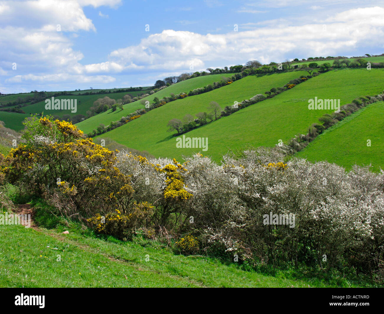 Frühlingslandschaft mit Mai-Blüte und Gorse Hecken, die an einem sonnigen Nachmittag üppige grüne Felder trennen. South Devon, Großbritannien Stockfoto
