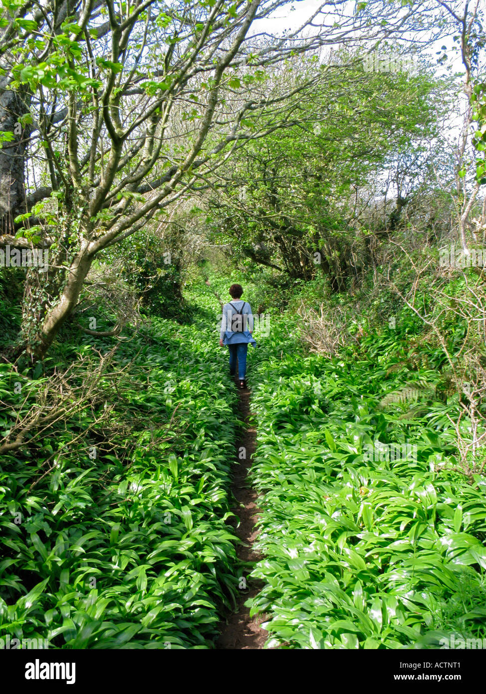 Weibliche Wanderer, die im Frühling eine grüne Landstraße entlang wandern. South Devon, Großbritannien Stockfoto