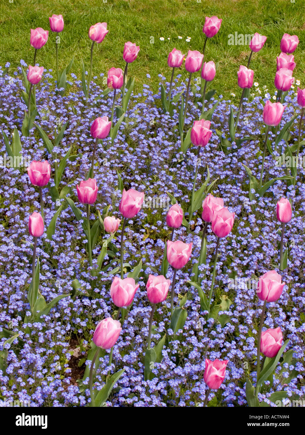 Tulpen und Forget-me-nots in einem Straßenbett, das von örtlichen Freiwilligen in der hübschen Marktstadt Kingsbridge gepflegt wird. South Hams, Devon. GROSSBRITANNIEN Stockfoto