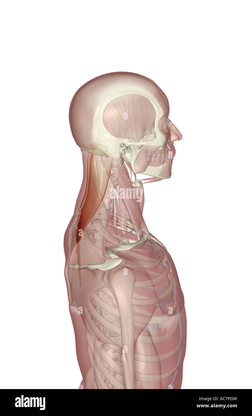 Splenius Muskel Stockfoto