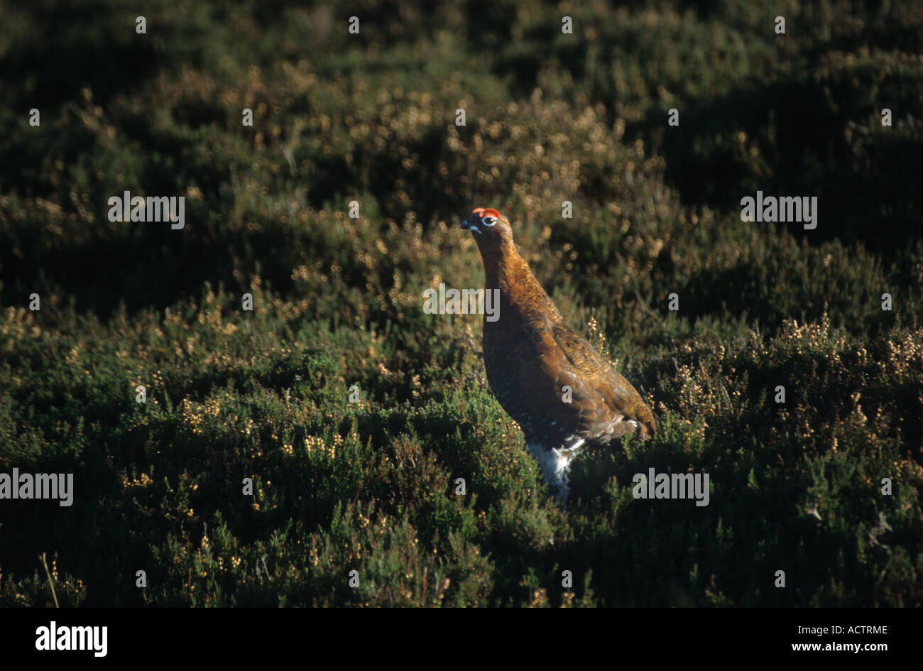 Moorschneehühner Yorkshire Dales Yorkshire England Stockfoto