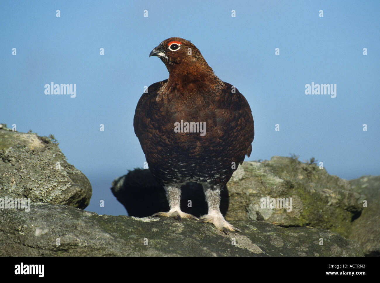 Moorschneehühner Yorkshire Dales Yorkshire England Stockfoto