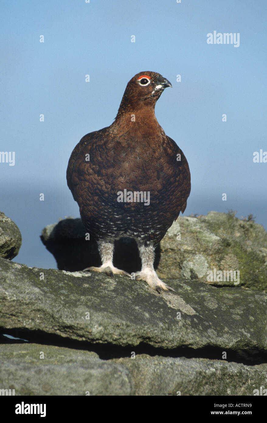 vRed Grouse Yorkshire Dales Yorkshire England Stockfoto