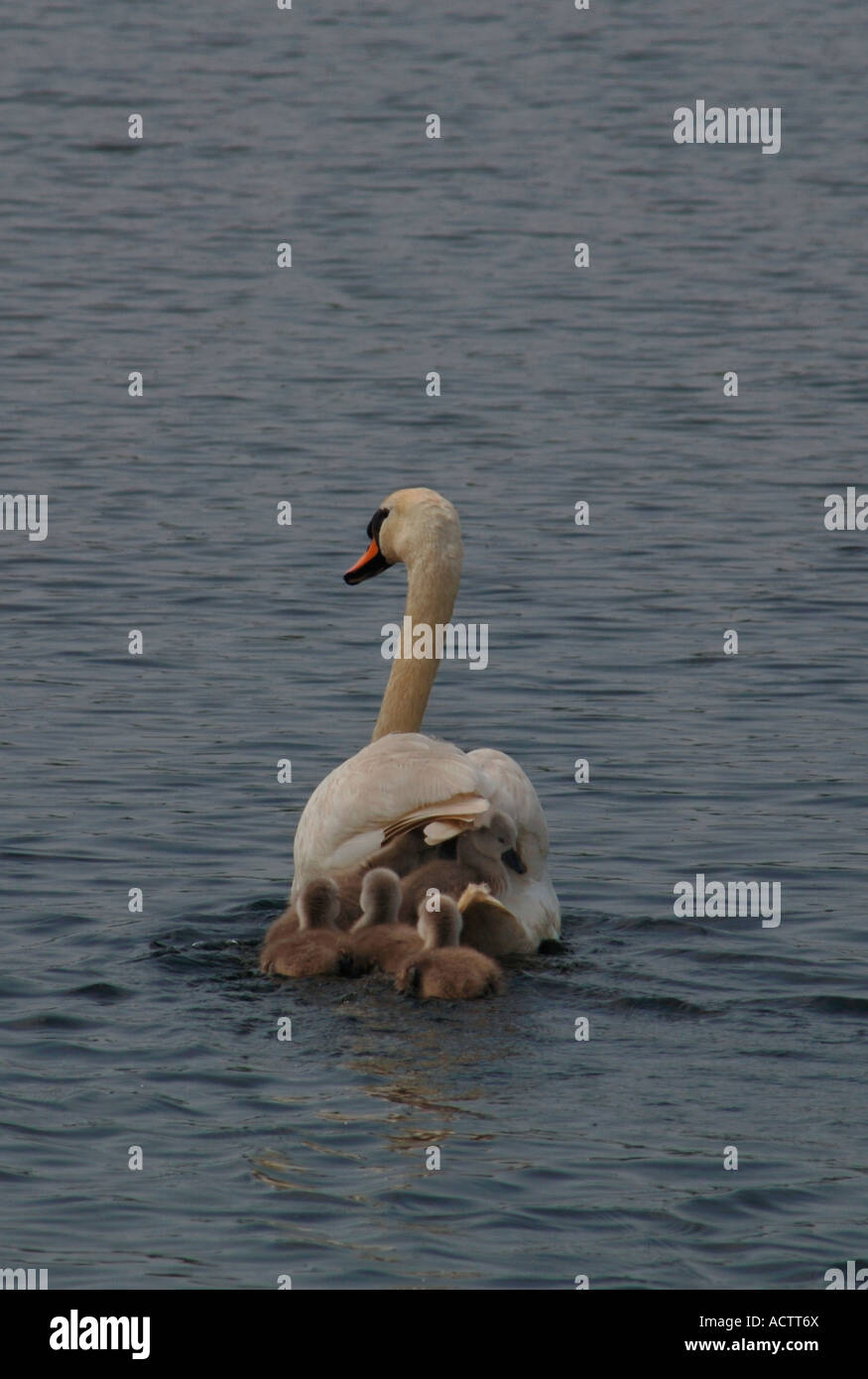 Erwachsenen Höckerschwan (Cygnus Olor) schwimmen auf A Süßwasser See mit seinem Young.With ein Cygnet Hitching eine Fahrt auf dem Rücken der Mutter. Stockfoto