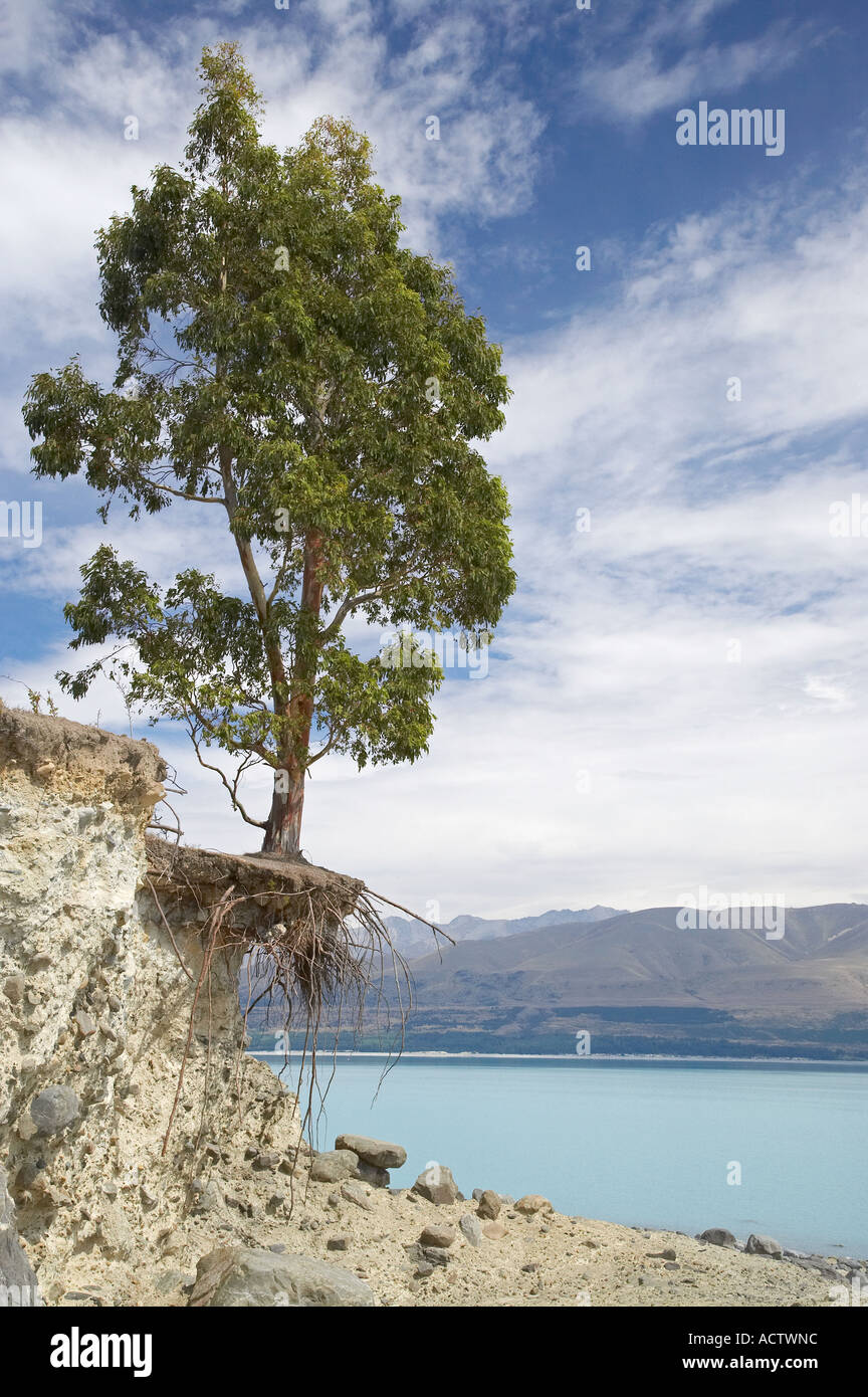 Eukalyptus-Baum mit abgefressenen Wurzeln auf einer Morgans Insel im Lake Pukaki Mackenzie Country Südinsel Neuseeland Stockfoto