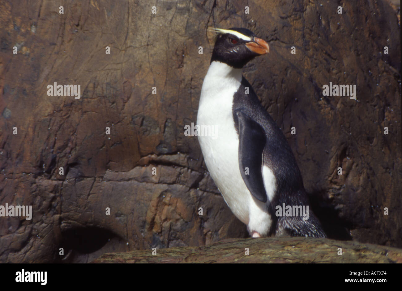 Fiordland Crested Pinguin, Fiordland, Neuseeland Stockfoto