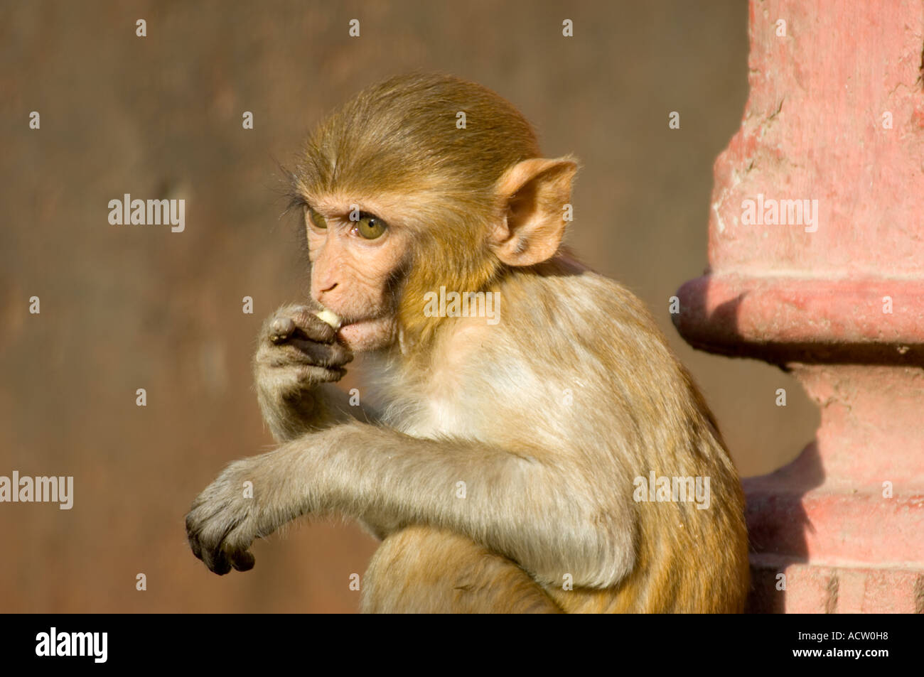 Porträt von einem Baby Rhesus-Makaken (Macaca Mulatta) Essen in den Tempel des Sonnengottes oder Monkey Tempel in der Nähe von Jaipur hautnah. Stockfoto