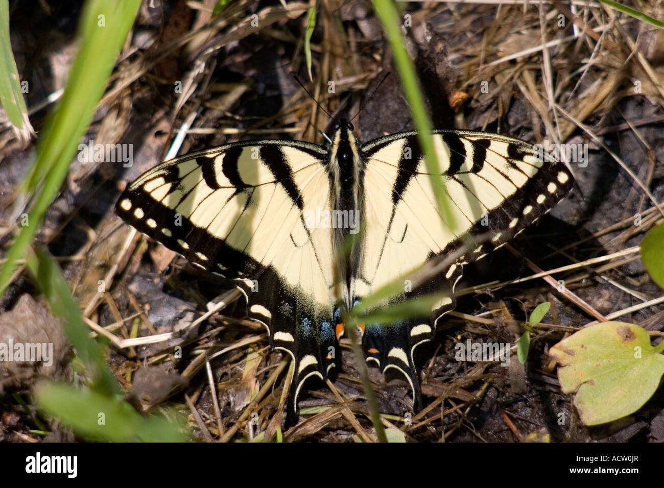 Östliche Tiger Schwalbenschwanz Schmetterling ruht mit Flügeln zu verbreiten, in der grasss Stockfoto
