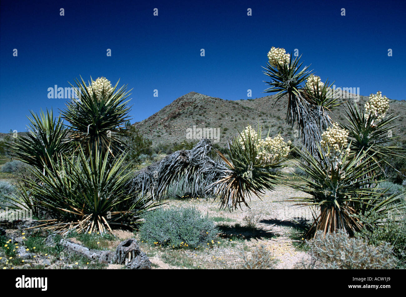 Yucca-Pflanzen in voller Blüte in der Anza-Borrego Wüste in Kalifornien, USA Stockfoto
