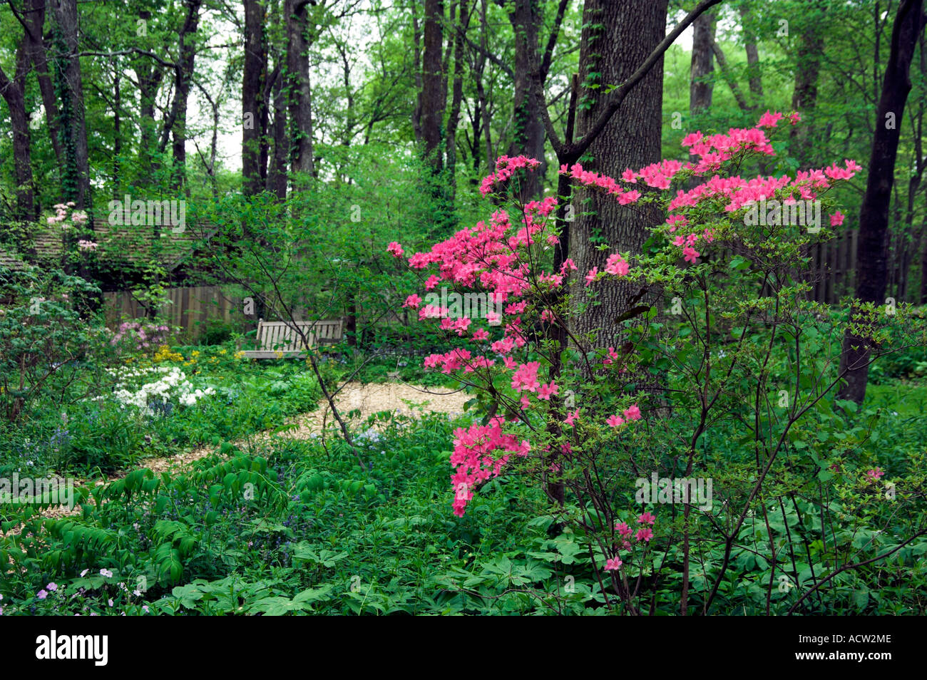 Tief Rosa Azaleen Bluhen In Einem Waldgarten Bei Checkwood