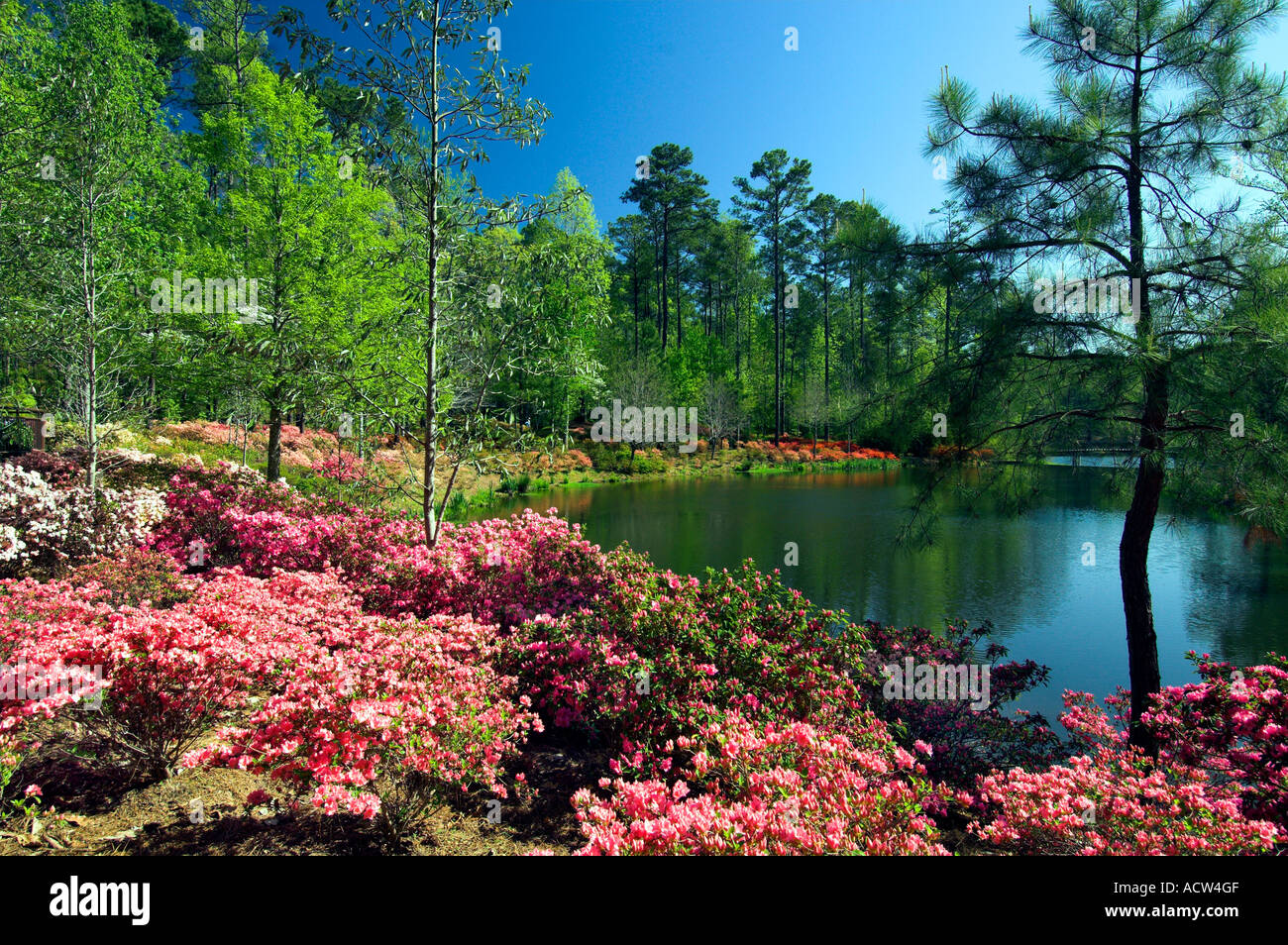 Frühling Azaleen blühen am Azalea Schüssel Forst- und Teich an der Callaway Gardens in Georgia USA Stockfoto