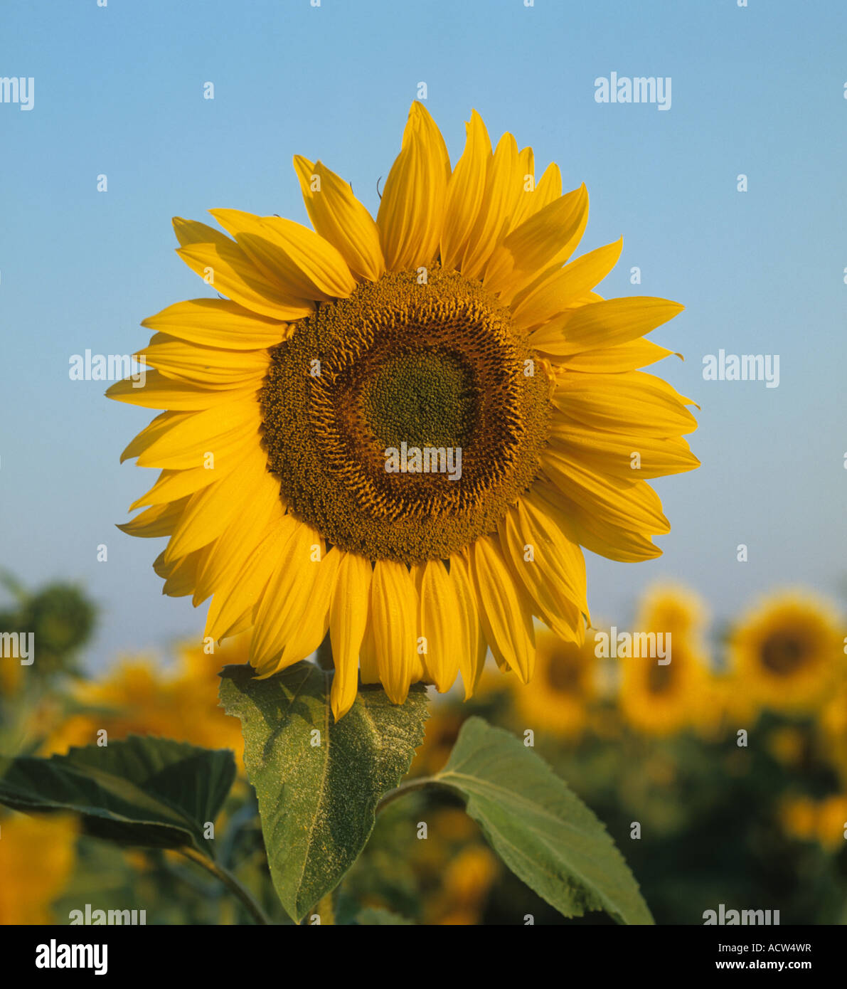 Ein gelber Sonnenblumenkopf in voller Blüte in einer Ölpflanze, die vom Morgenlicht in der Auvergne France beleuchtet wird Stockfoto