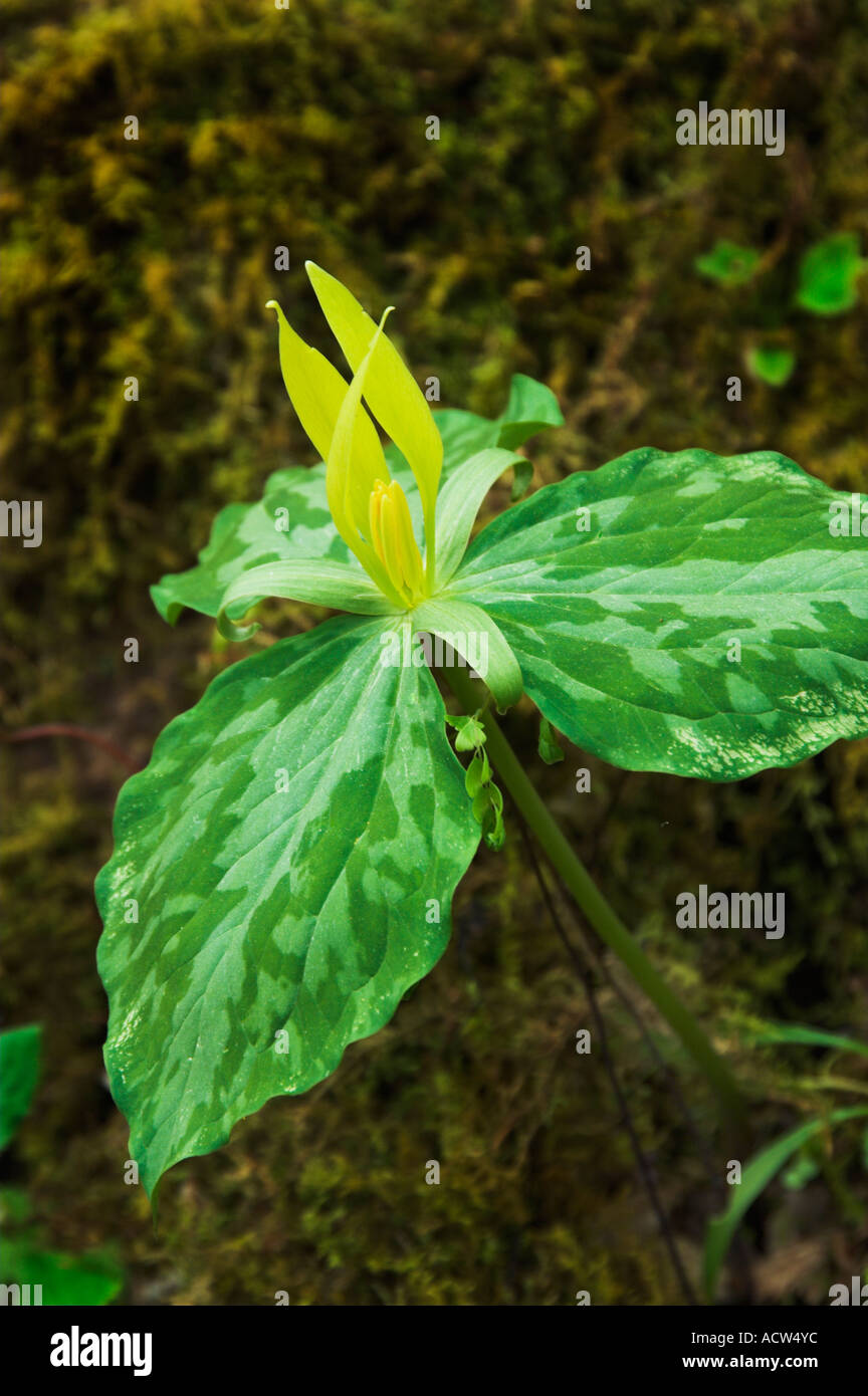 Die gelben Trillium Wildblumen in The Great Smoky Mountain National Park North Carolina USA Stockfoto