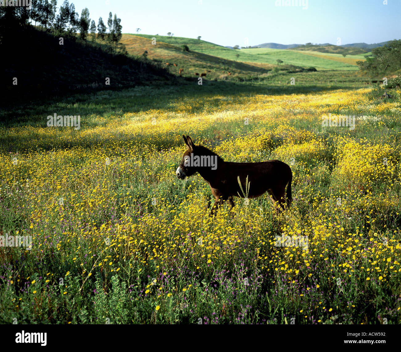 PORTUGAL-ALENTEJO-ESEL IN WIESE MIT GELBEN BLÜTEN Stockfoto