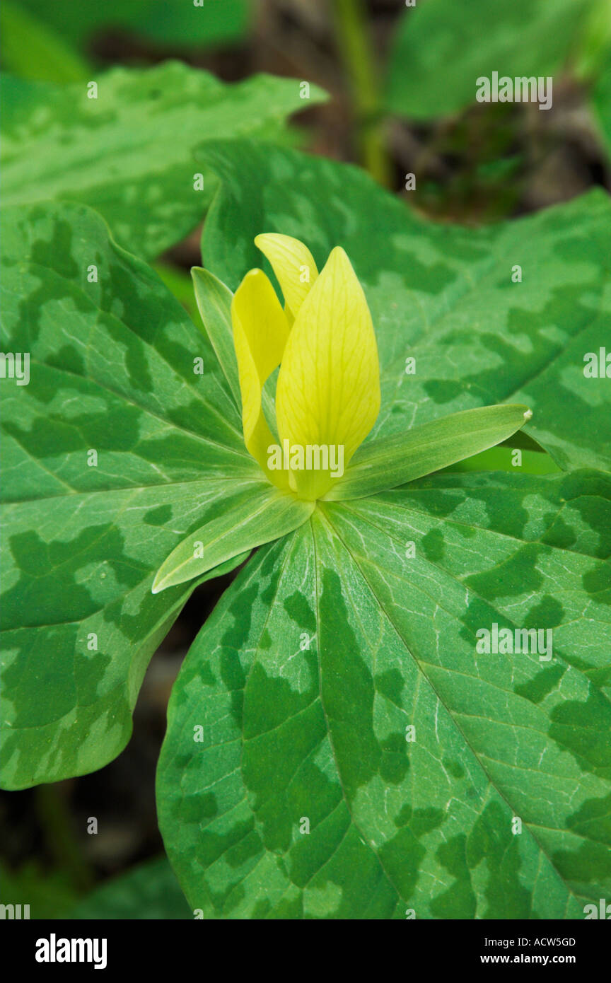 Der gelbe Trillium Wildblumen Nahaufnahme in The Great Smoky Mountain National Park North Carolina USA Stockfoto